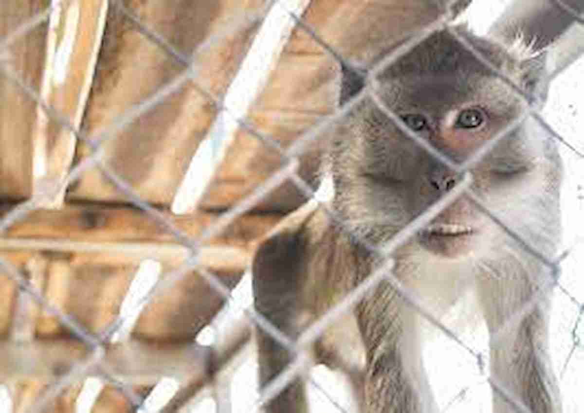 Vaiolo delle scimmie, c'è la possibilità che venga trasmesso dall'uomo agli animali domestici