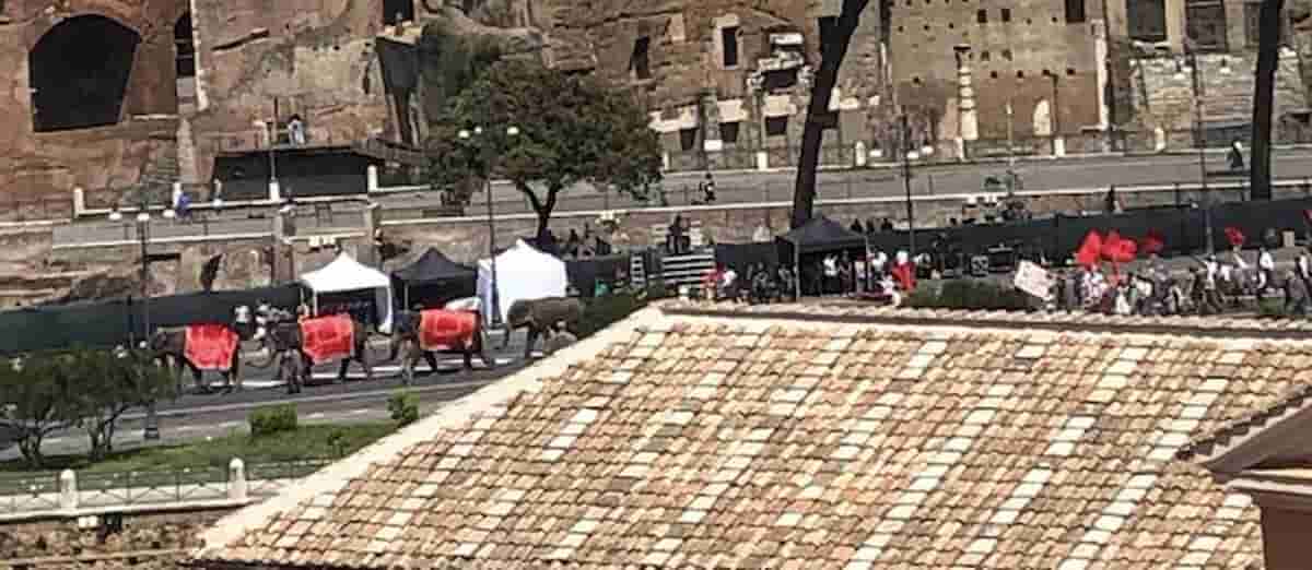 elefanti nanni moretti