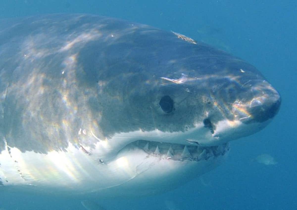 Castellaneta Marina, squalo Toro attacca Kayak. Il racconto: "Era lungo tre metri. Sono vivo per miracolo"