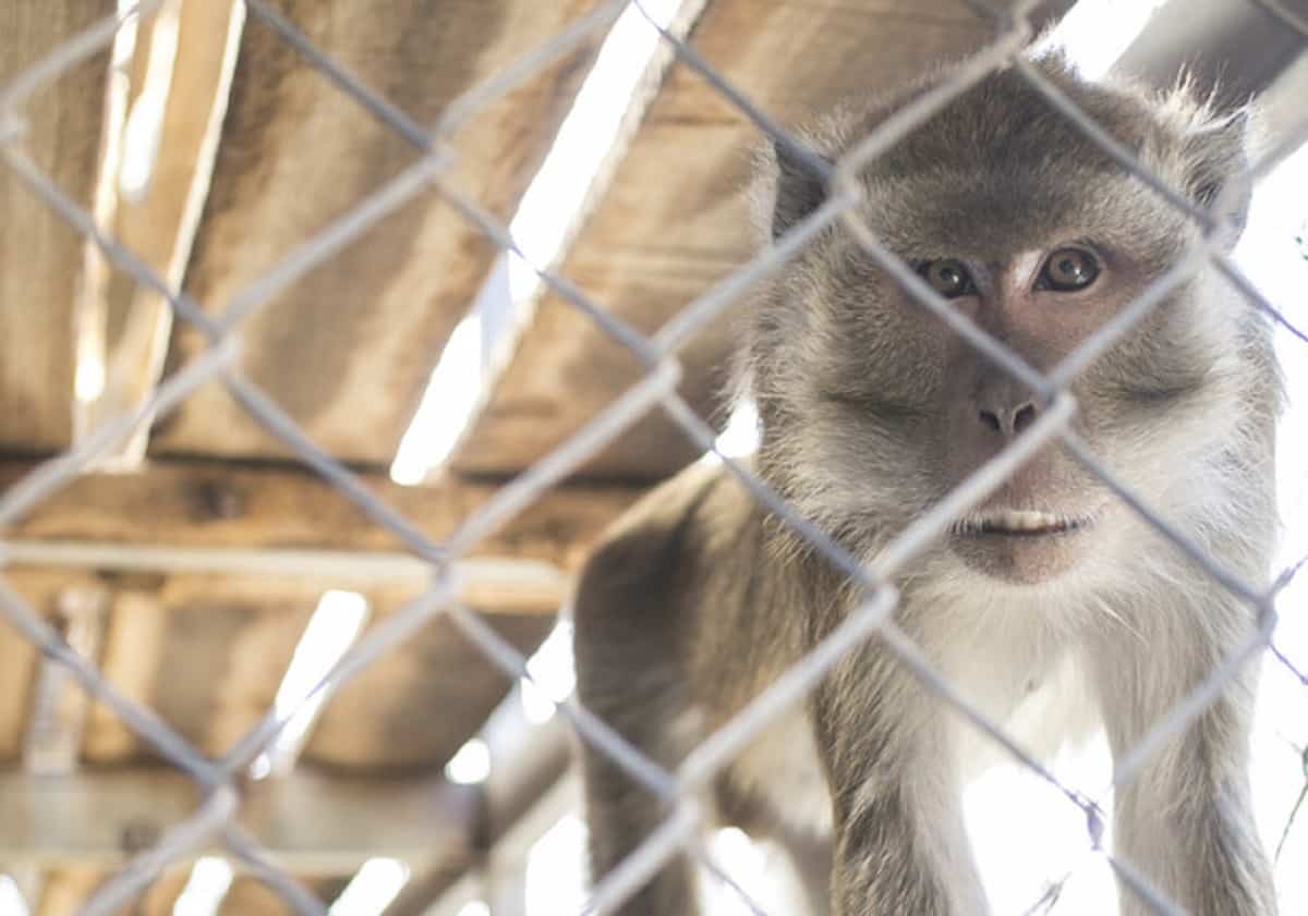 Vaiolo delle scimmie, la storia dei due vaccini disponibili (e al momento non utilizzati)