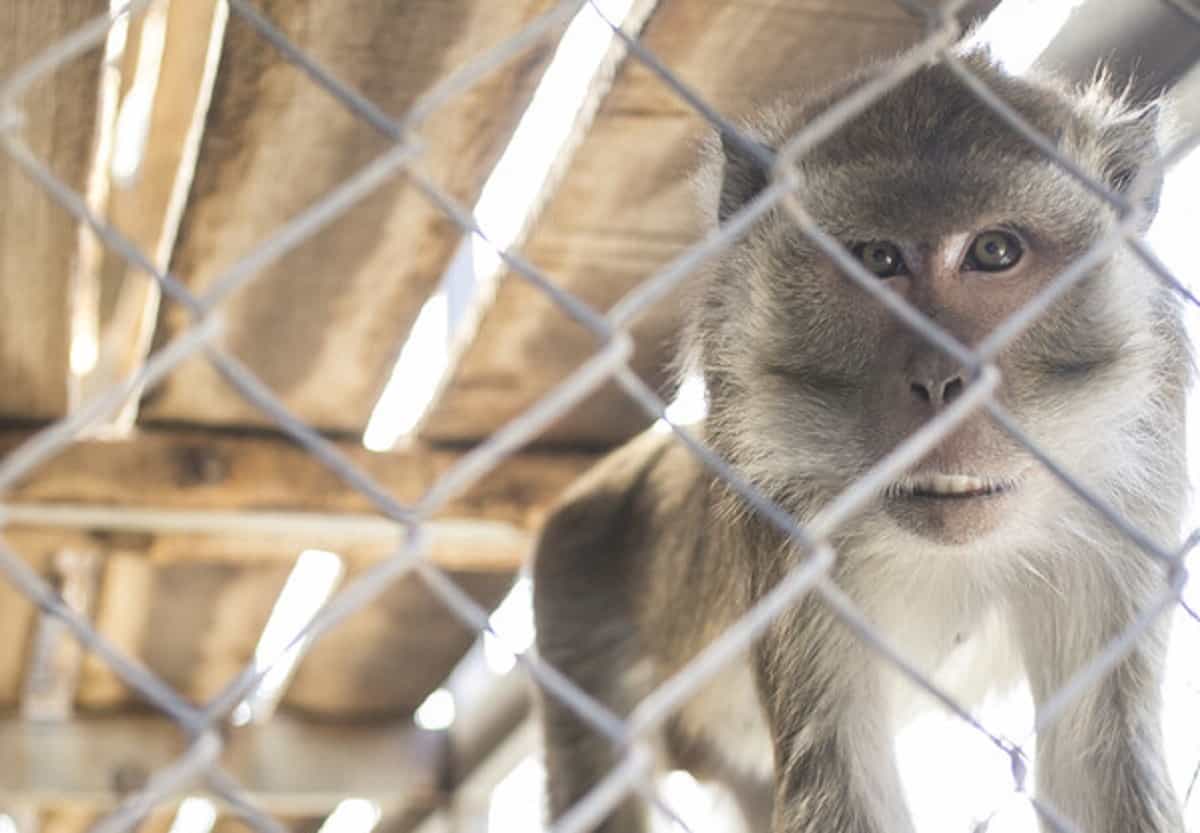 Vaiolo delle scimmie, la circolare del ministero della Salute: valutare vaccino per sanitari e quarantena in alcuni casi