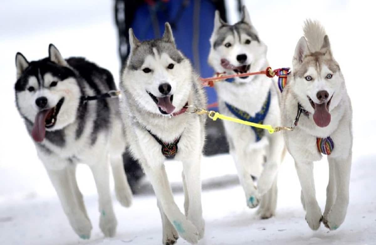Leon, ritrovato il cane da slitta scappato tre mesi fa durante una gara in Alaska