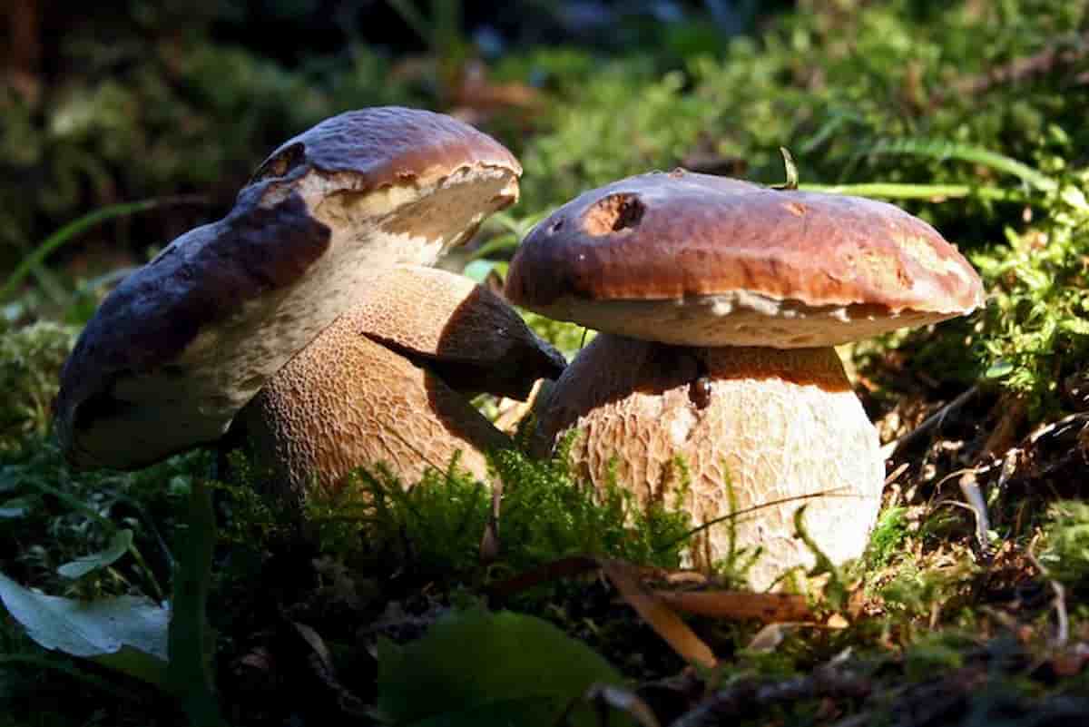 manta morto funghi cane