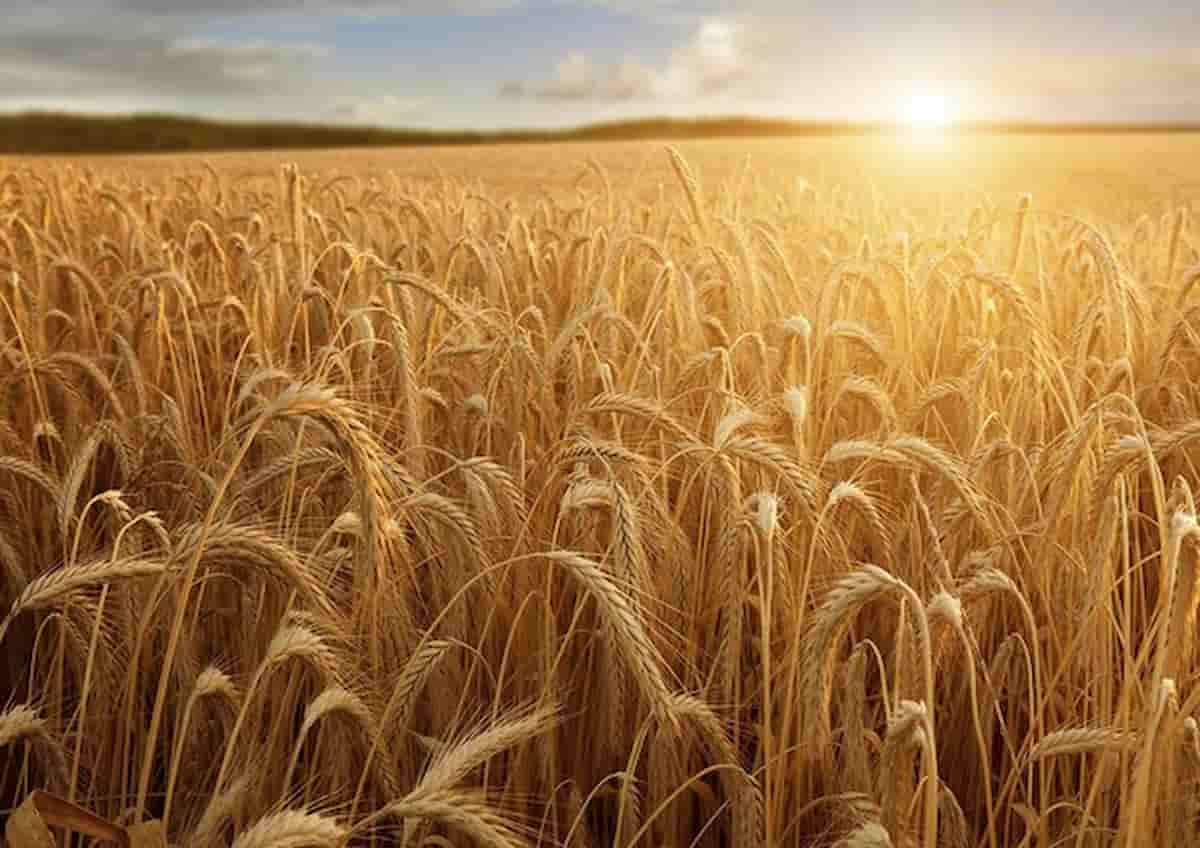 La crisi del grano non è l’unica: ecco le materie prime a rischio