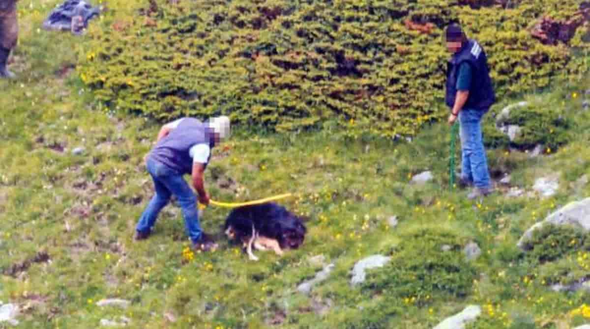 Delfini sfilettati, cani lapidati