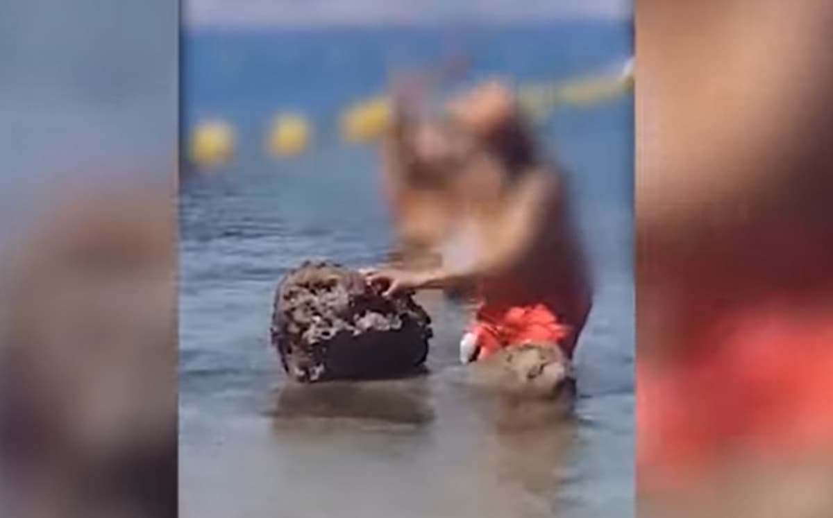 Castellammare di Stabia datteri