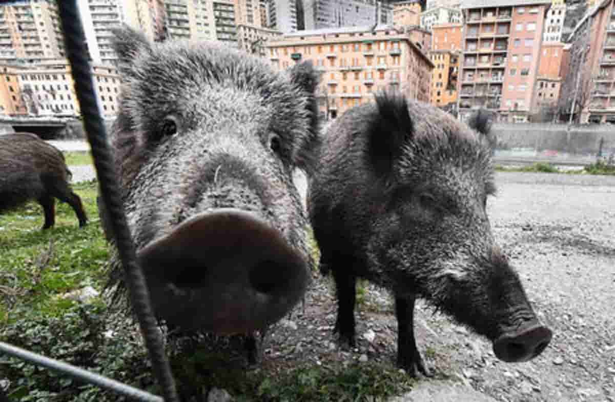 Cinghiali, Coldiretti: nell'ultimo anno sulle strade italiane un incidente ogni 41 ore