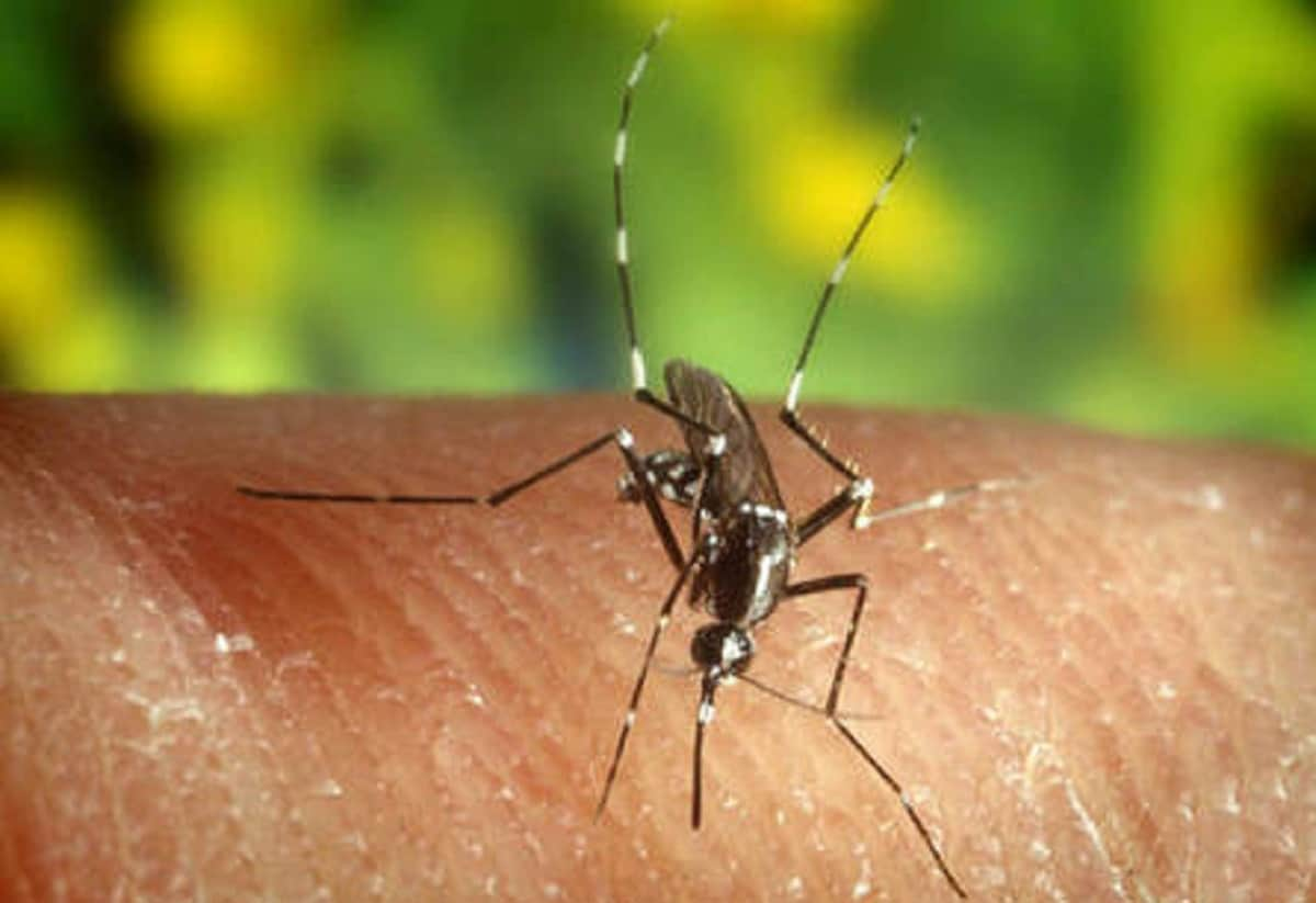 Cascina (Pisa), riscontrato un caso di febbre Dengue: virus contratto in un paese tropicale