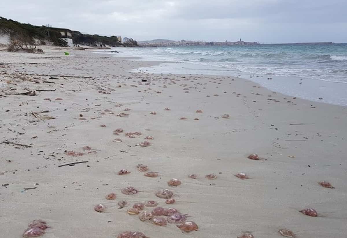 Gimarra a Fano, muore annegato mentre stava facendo il bagno: disperso anche il figlio