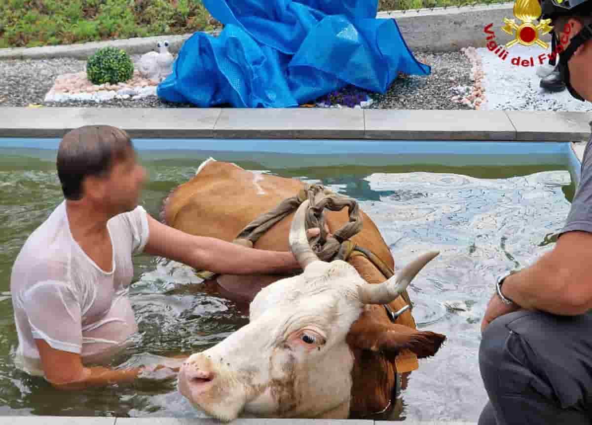 Mucca accaldata scappa dal pascolo e si getta in una piscina: salvata dai Vigili del Fuoco