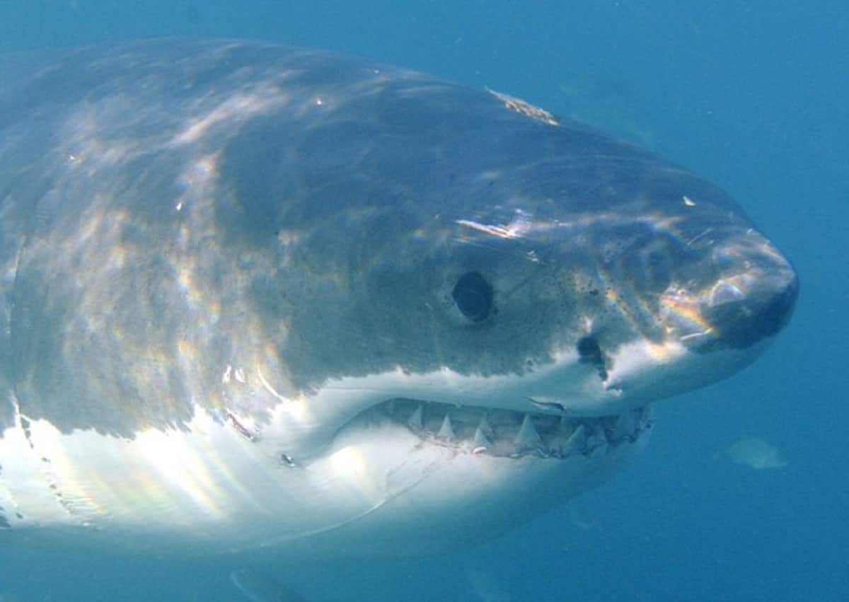 Mar Rosso, due turiste aggredite e uccise da squali a Sahl Hasheesh (Egitto). Chiuse le spiagge per tre giorni