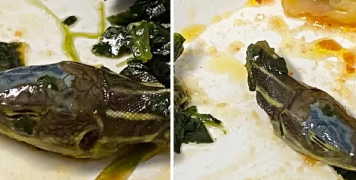 Assistente di volo apre il pasto e trova una testa di serpente tra le patate e le verdure VIDEO