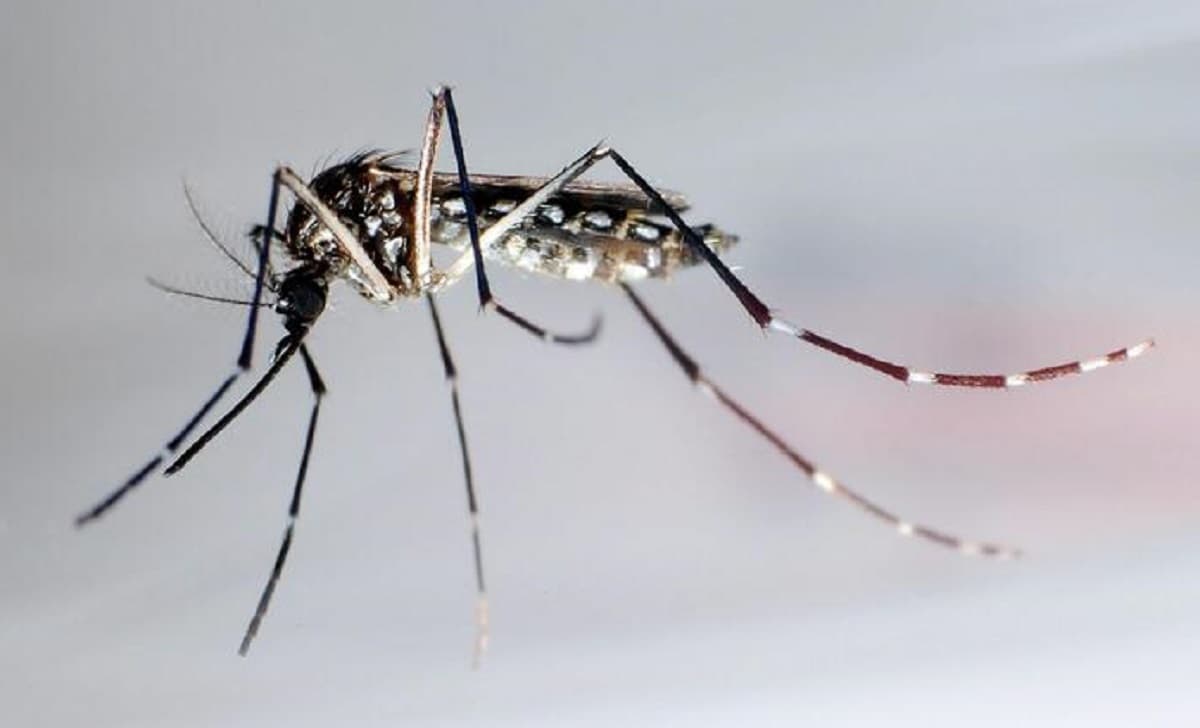 West Nile, cos'è la febbre del Nilo che ha fatto 3 morti in Italia: zanzare, sintomi e contagio