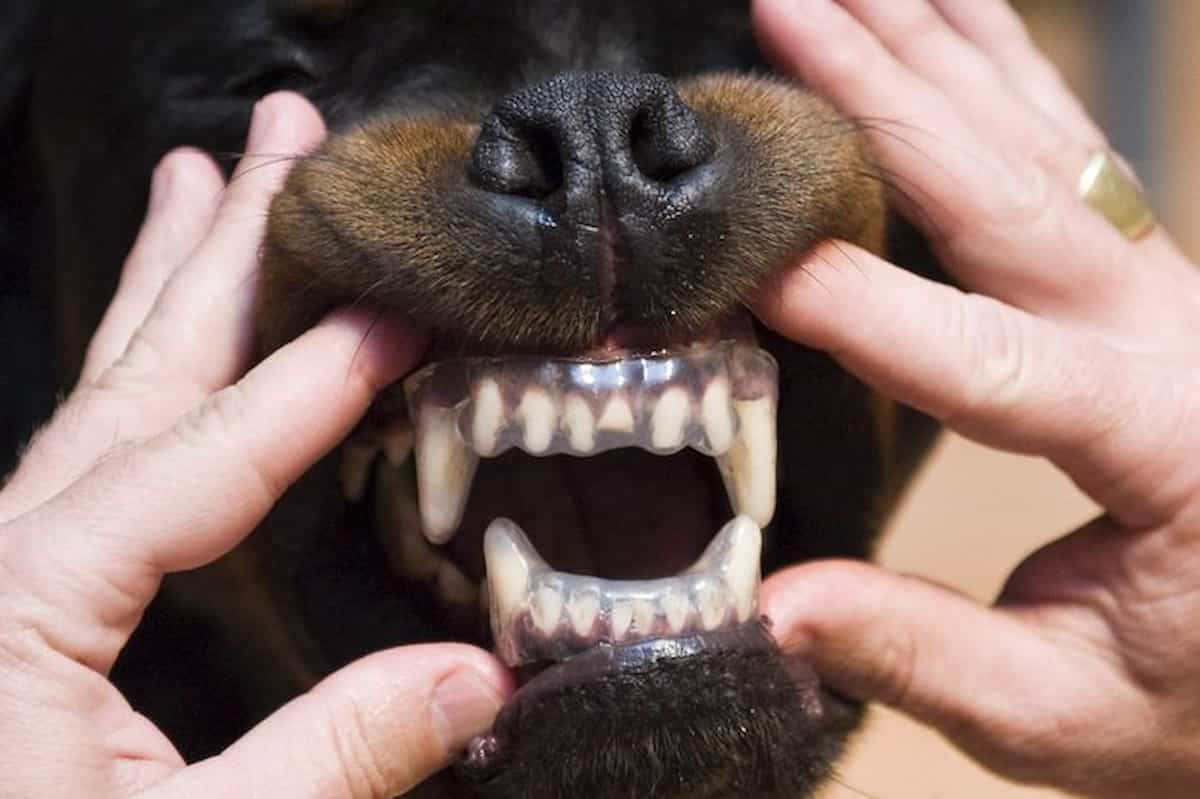 bolzano due anni morso cane