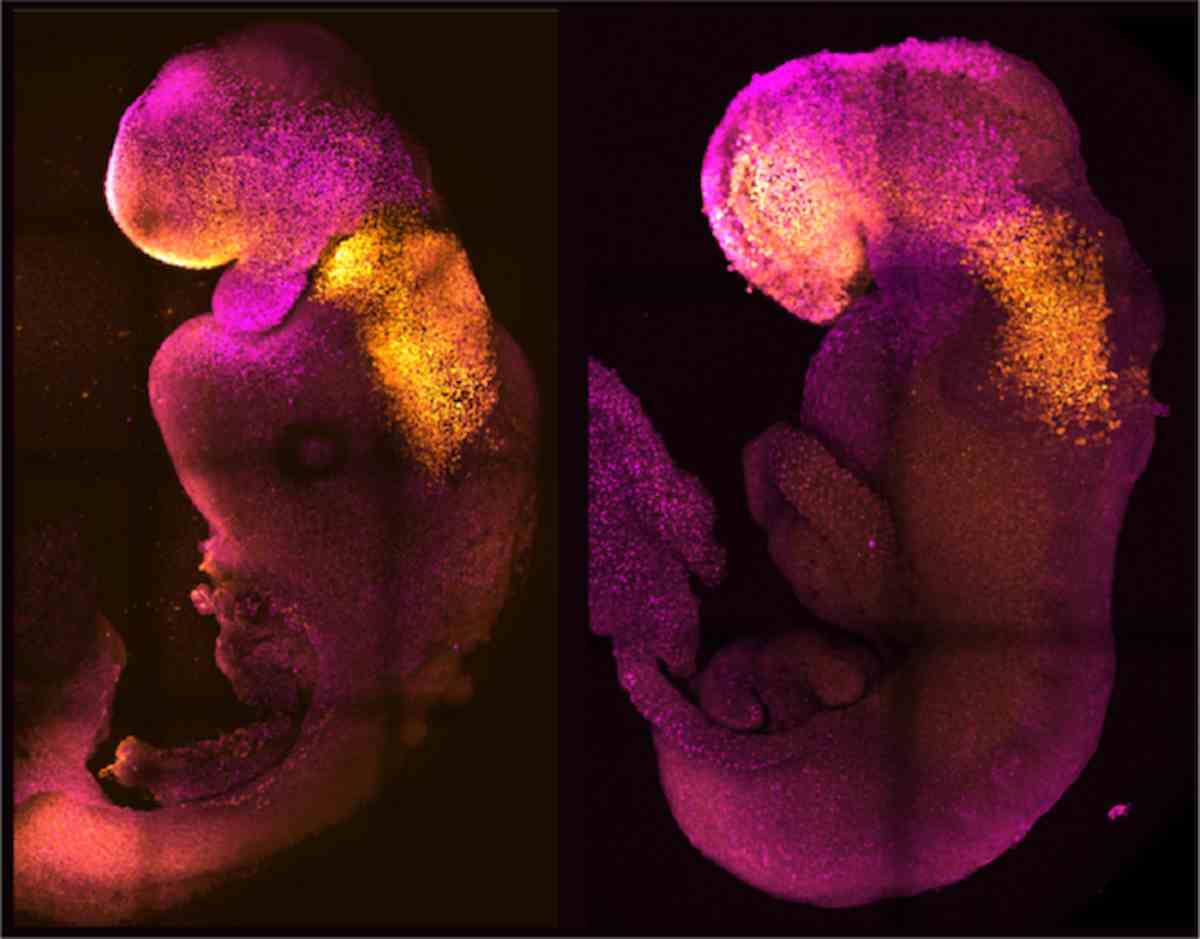Primo embrione sintetico di topo con cuore che batte: così studieremo le malattie senza test animali