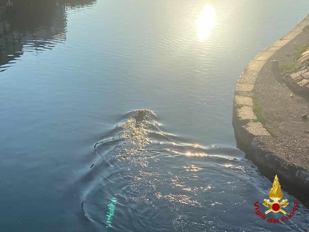 milano cinghiale naviglio