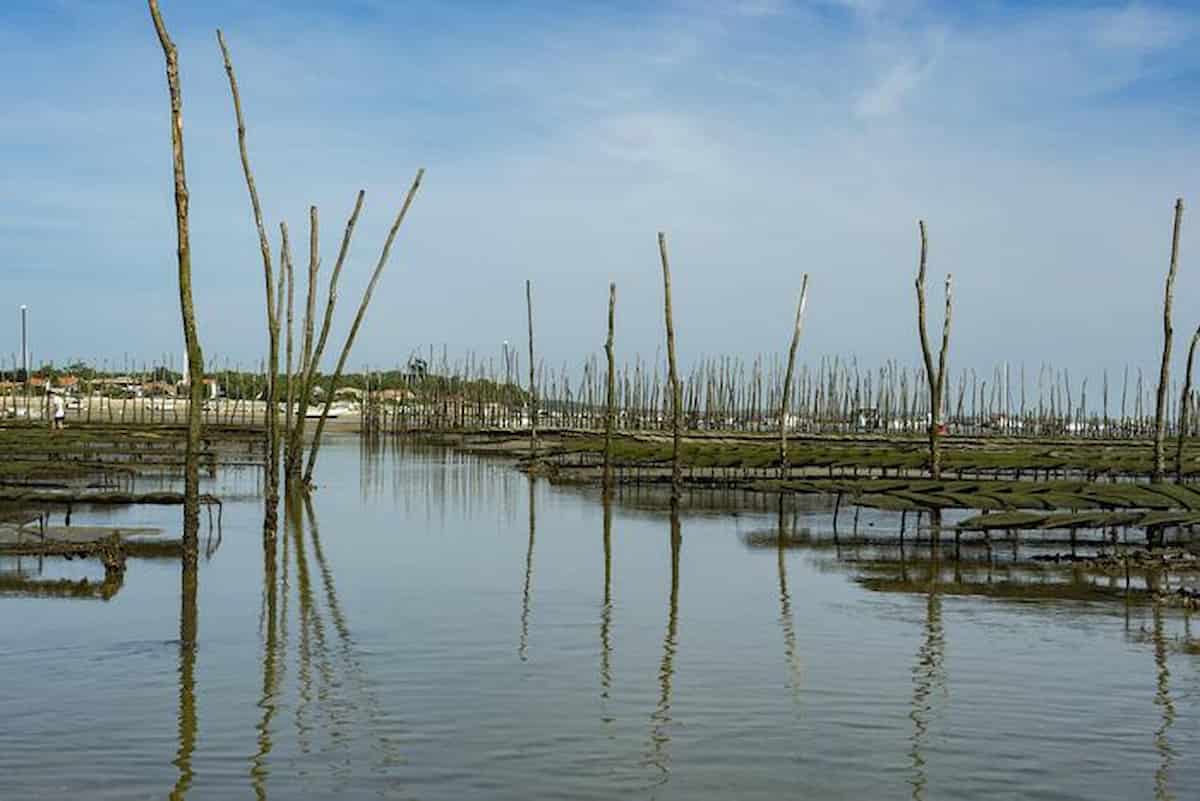 venezia ostriche romani allevamento