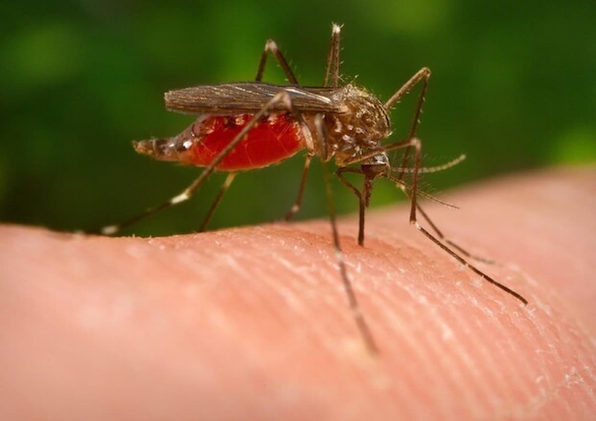 west nile virus febbre nilo cos'è