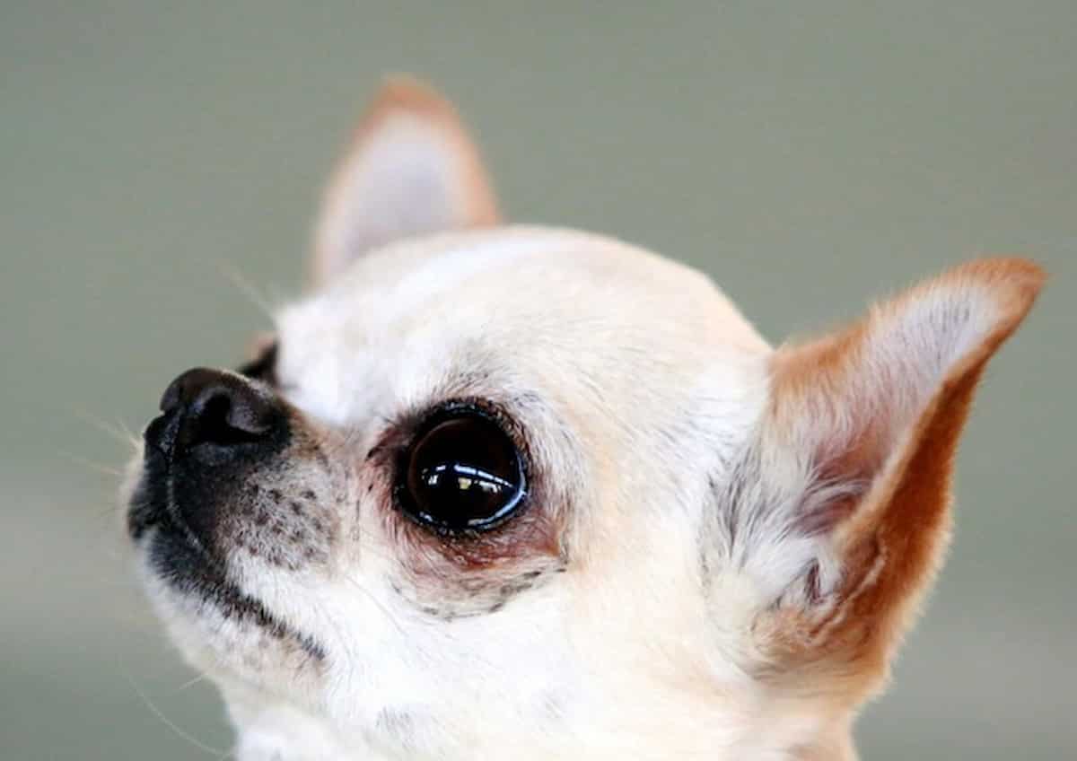 Chihuahua defeca padrona