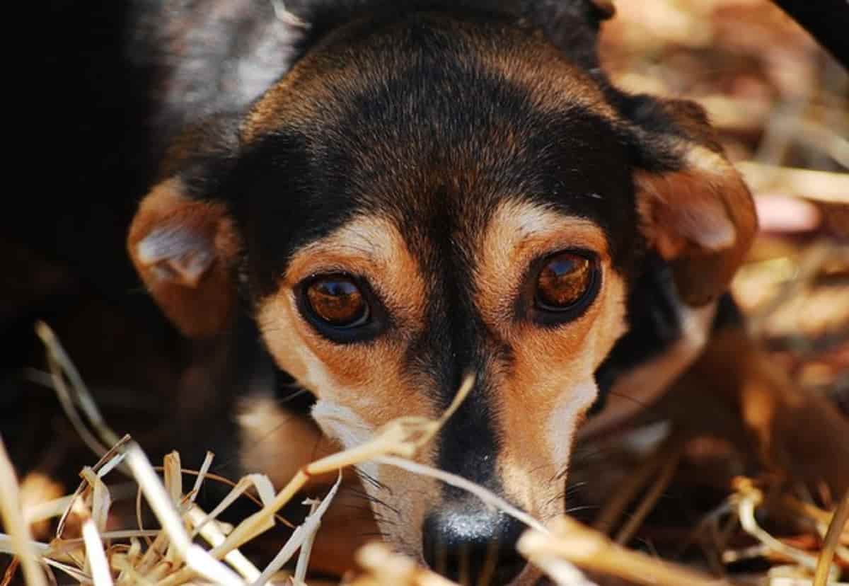 Legnago, cane lasciato in auto muore di caldo: il padrone era andato in ospedale