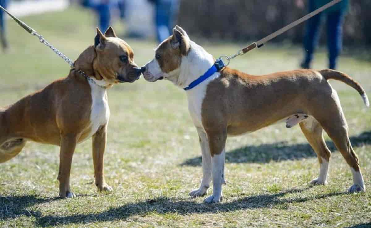 Va al mare con il proprio cane e lo picchia, l'animale reagisce e lo manda in ospedale