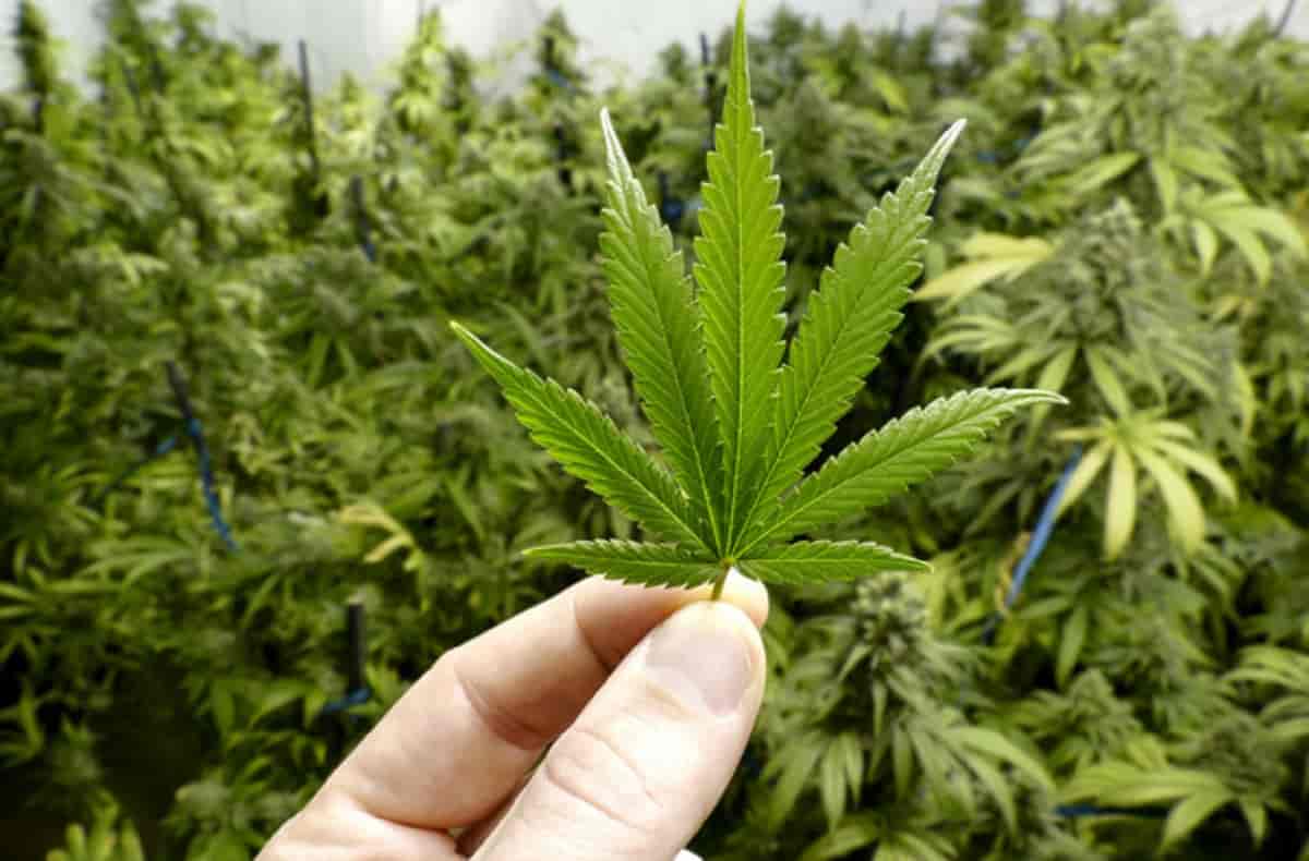 Paola (Cosenza), 26enne affetto da fibromialgia fu arrestato per detenzione di cannabis: assolto