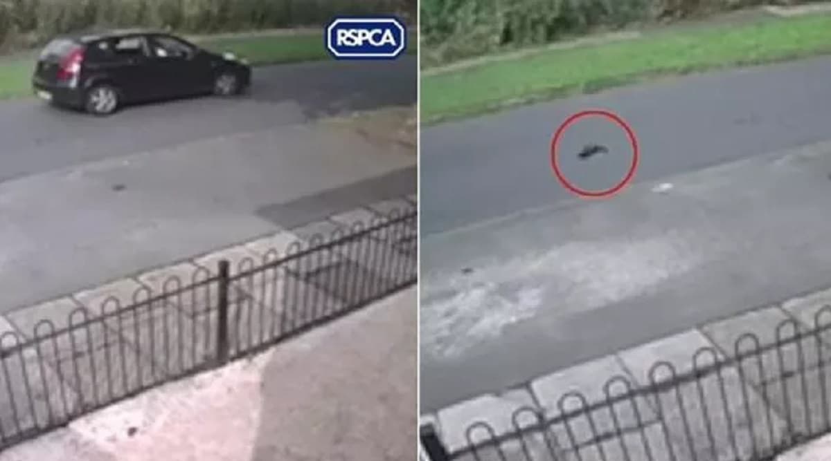 Gattino di 10 settimane gettato dal finestrino dell'auto, il micio muore per lo choc VIDEO