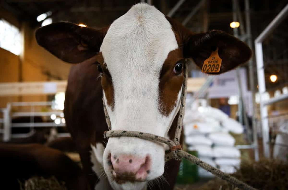 Latte sintetico prodotto in laboratorio senza mucche o altri animali per ridurre le emissioni