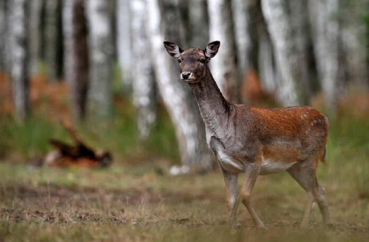 Parco del Po, i daini andranno anche al macello: "Non c'era altra scelta possibile"