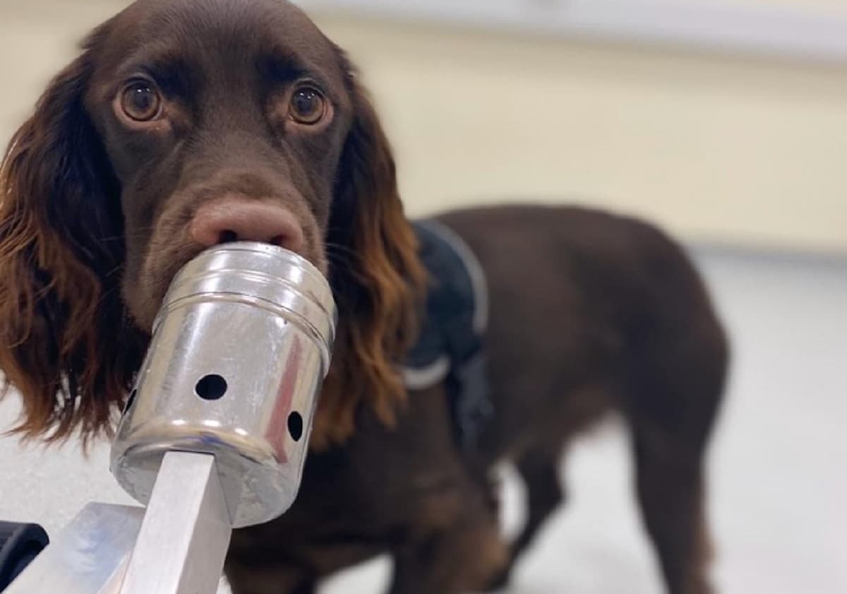 Lo stress ha un suo odore e i cani riescono a percepirlo. La ricerca della Queen's University di Belfast