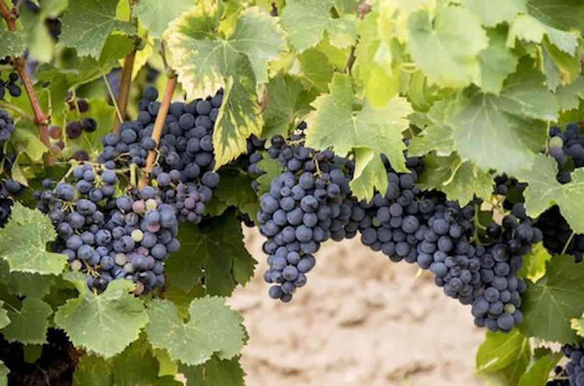 Valpolicella grandine amarone