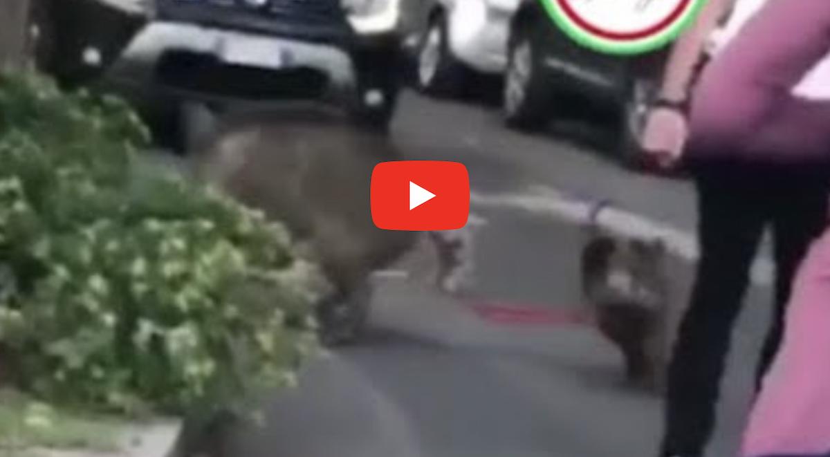 Roma, donna aggredita da un cinghiale mentre passeggia con i suoi cani