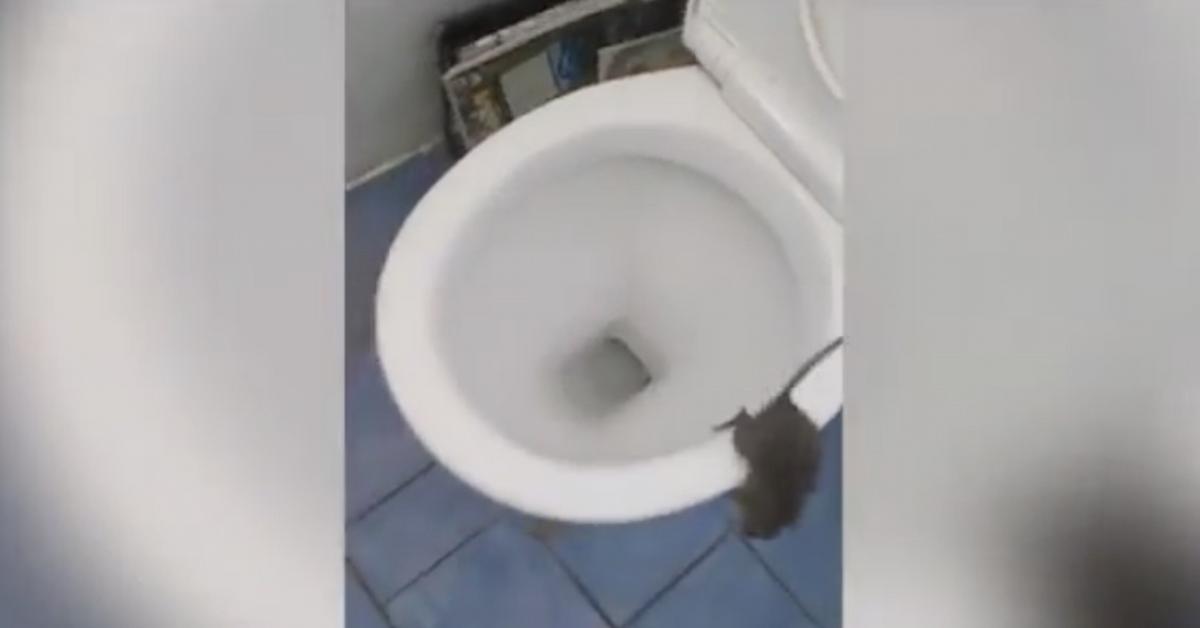 Allarme topi a Roma, boom di segnalazioni: "C'è una coda che spunta dal water"