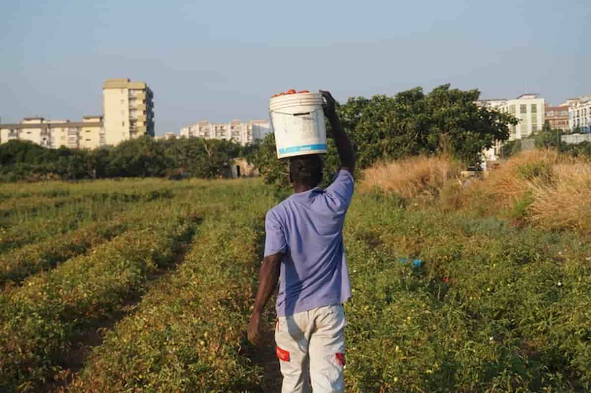 bracciante sudanese morto sotto sole