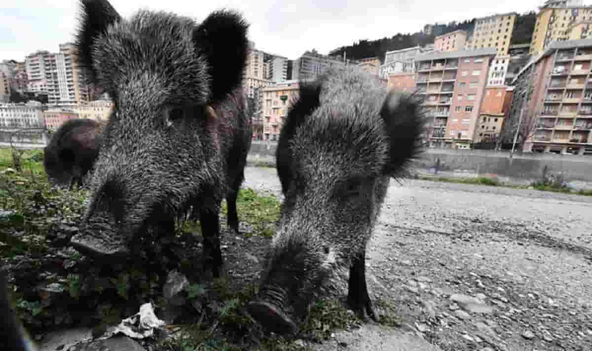 Cacciatore caricato da un cinghiale durante una battuta vicino Parma: grave in ospedale