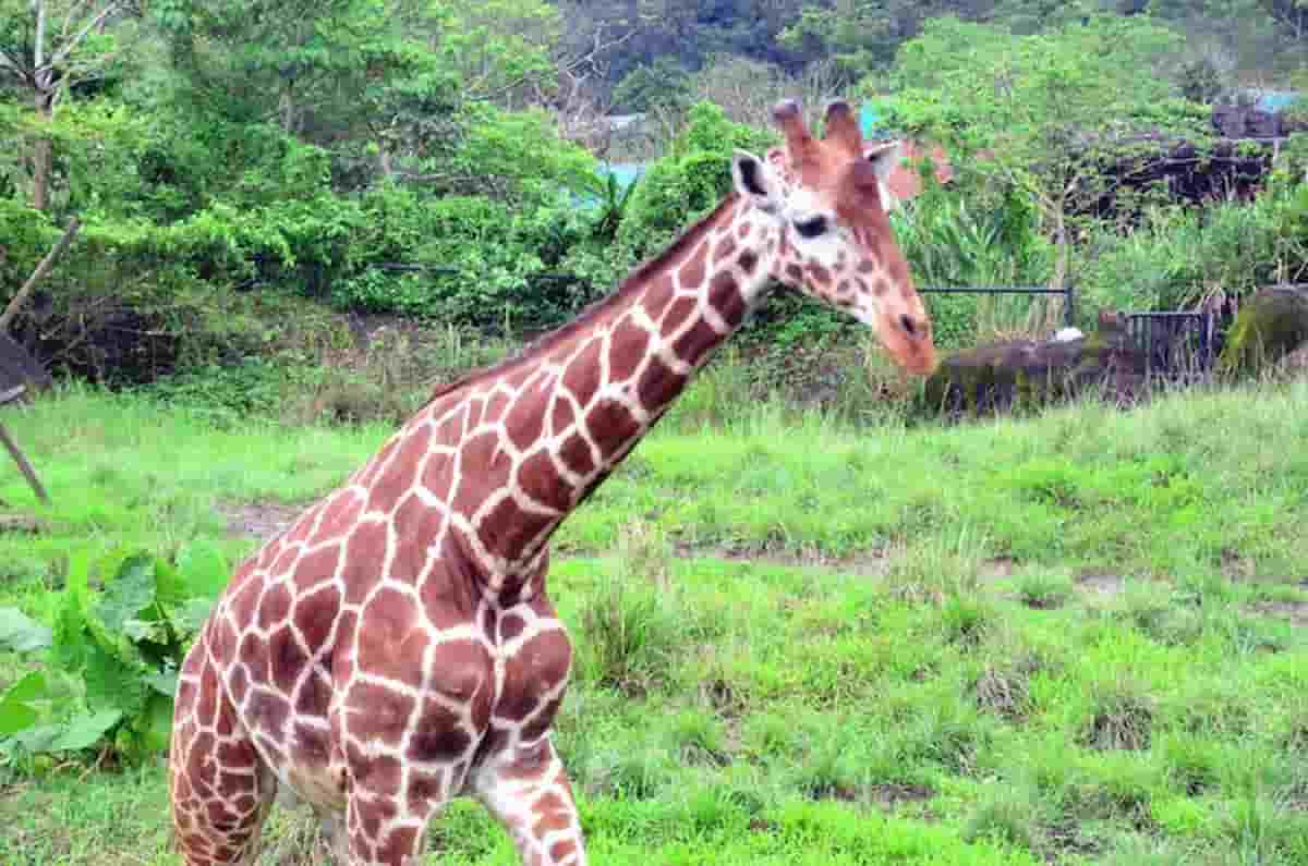 sudabrica calpestata giraffa