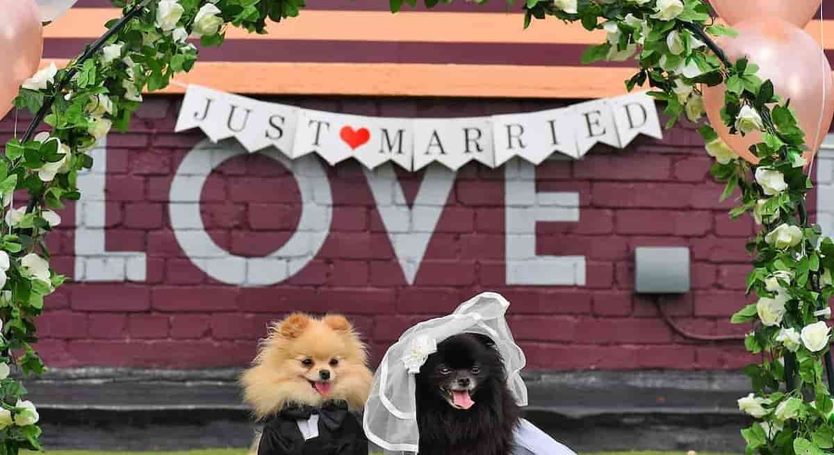 matrimonio senza vino straight wedding