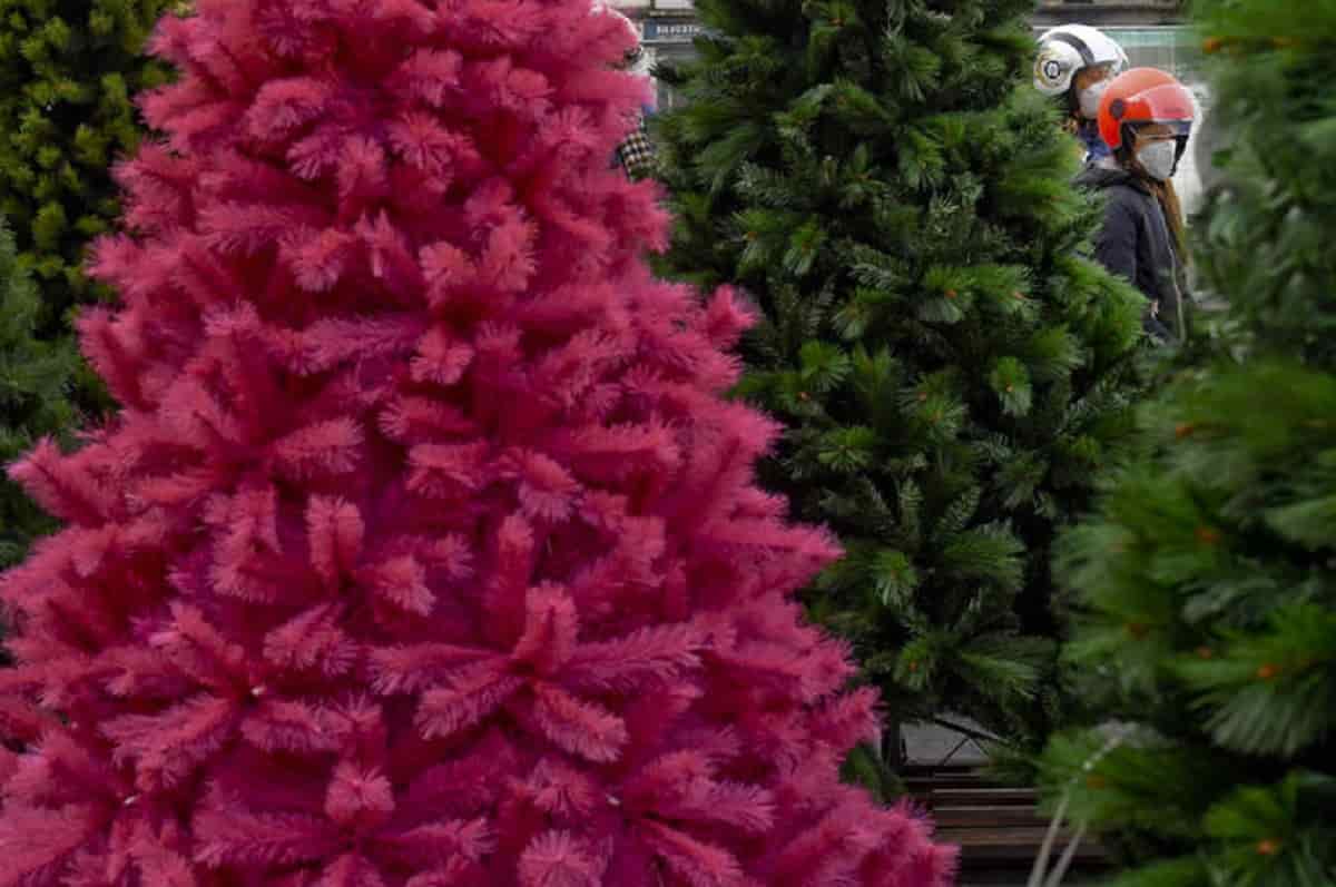 Napoli, per rubare un albero di Natale picchiano un 60enne: denunciati 7 ragazzi