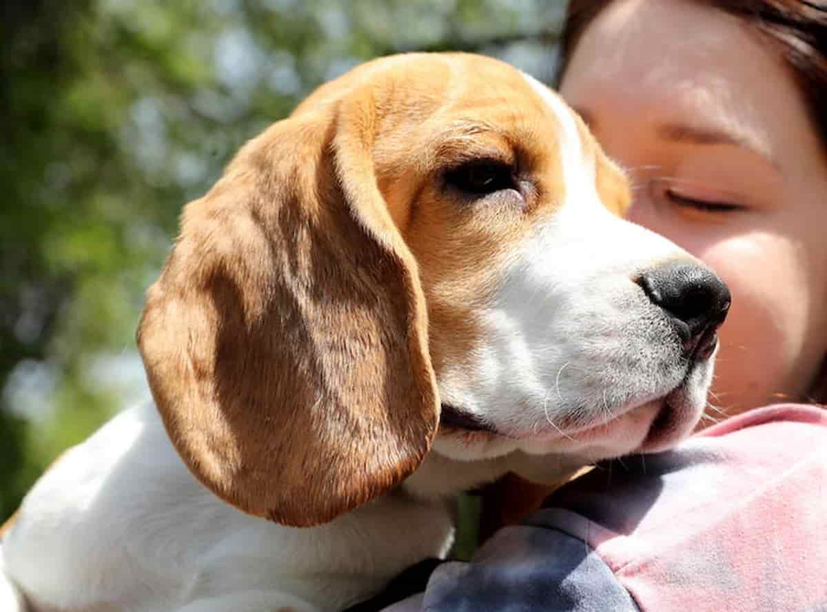 Taglia di 50mila euro per trovare chi ha ucciso il cane
