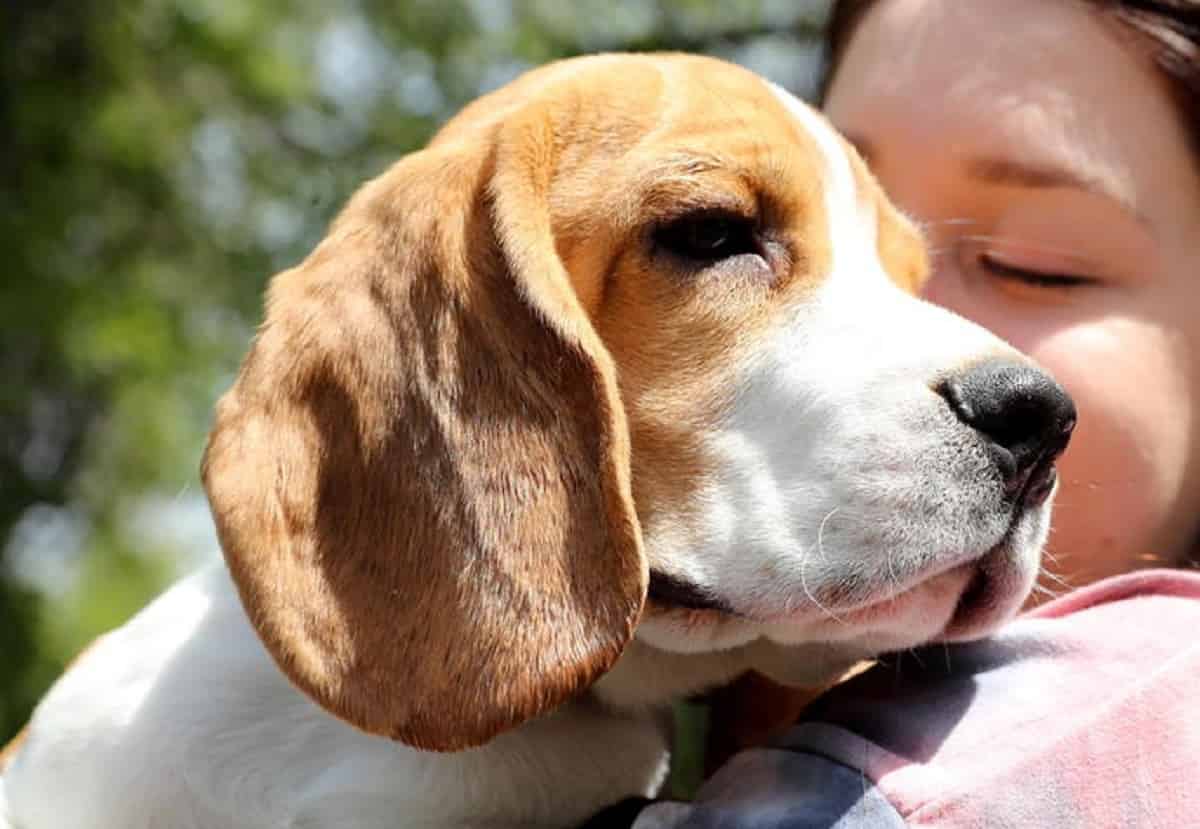 Avvelenano cane di 13 anni. I proprietari: "50mila euro a chi ci aiuta a trovare il colpevole"