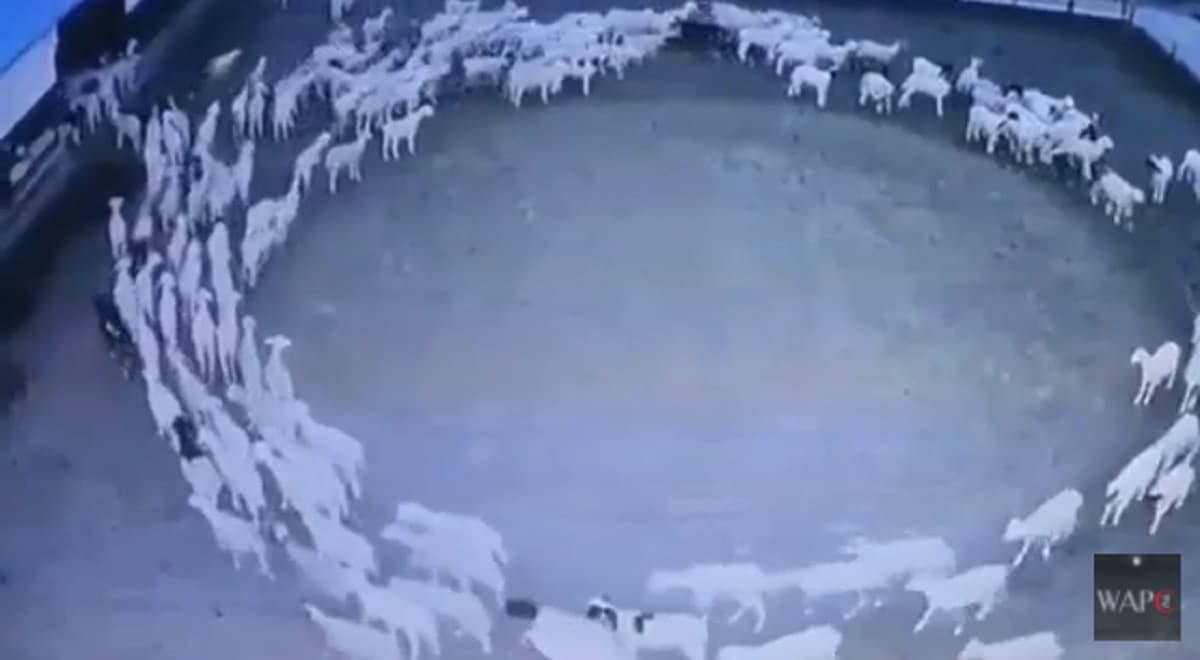 Cina, il mistero delle pecore che girano in cerchio da oltre dieci giorni VIDEO