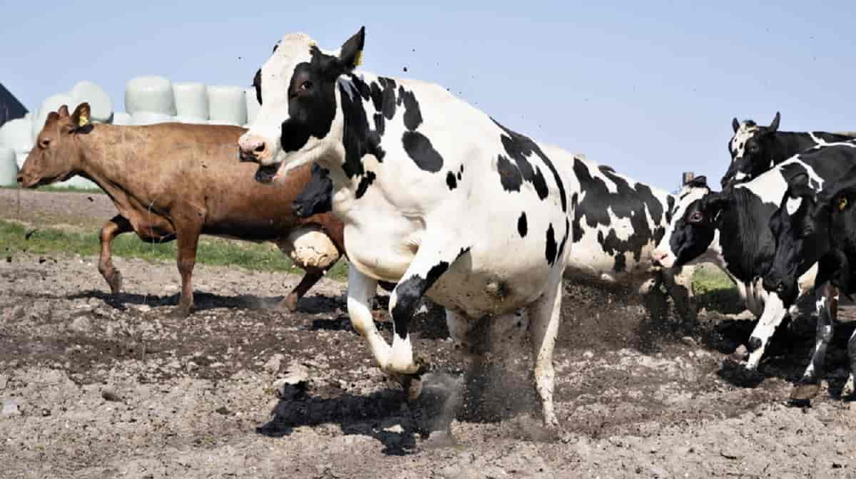 Uomo muore in una stalla, colpito da una mucca: dramma vicino Parma