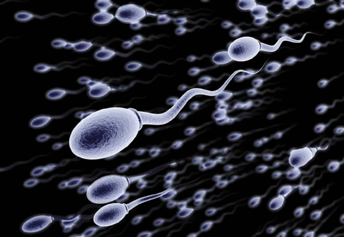 Negli ultimi 40 anni il numero di spermatozoi si è dimezzato in tutto il mondo. E non si sa perché