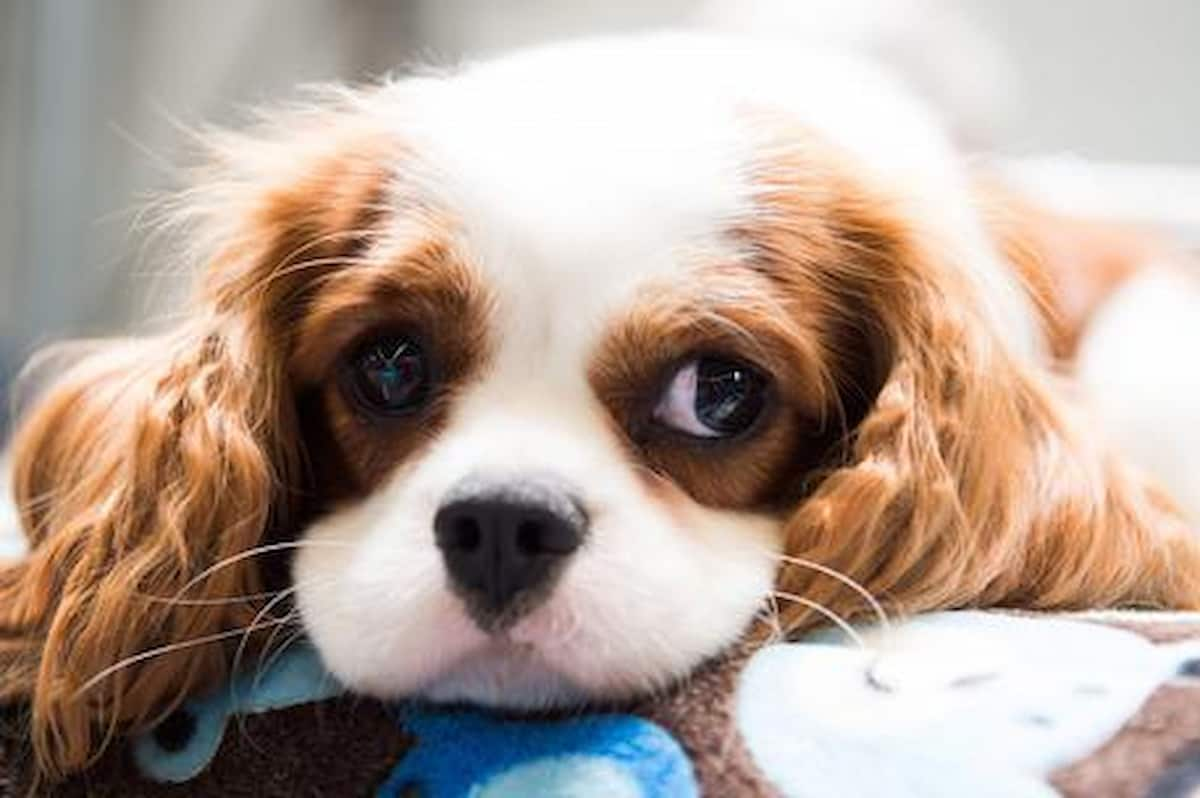 Cani, quali scegliere la prima volta, King Charles Spaniel o labrador? un allevatore inglese consiglia