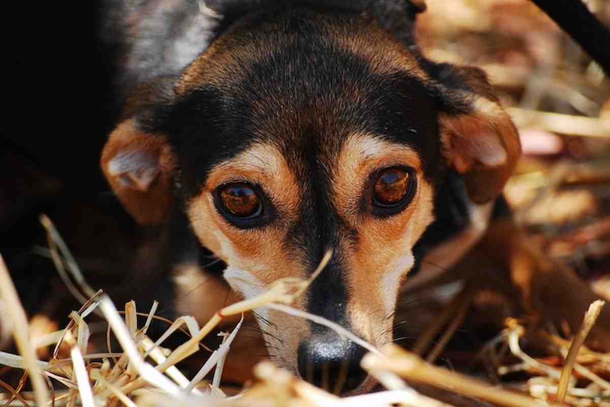 cane foto ansa