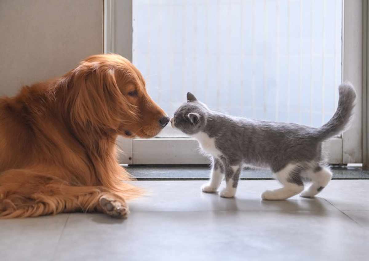 cane e gatto