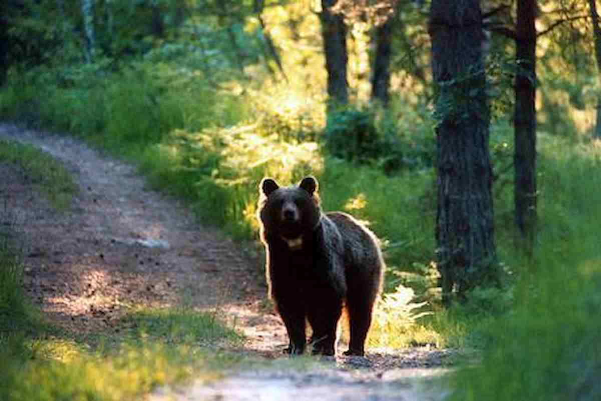 orso foto ansa