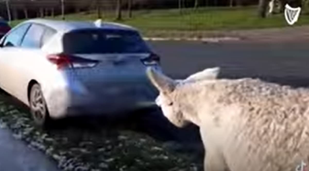 L'asino legato a un'auto e trascinato in strada