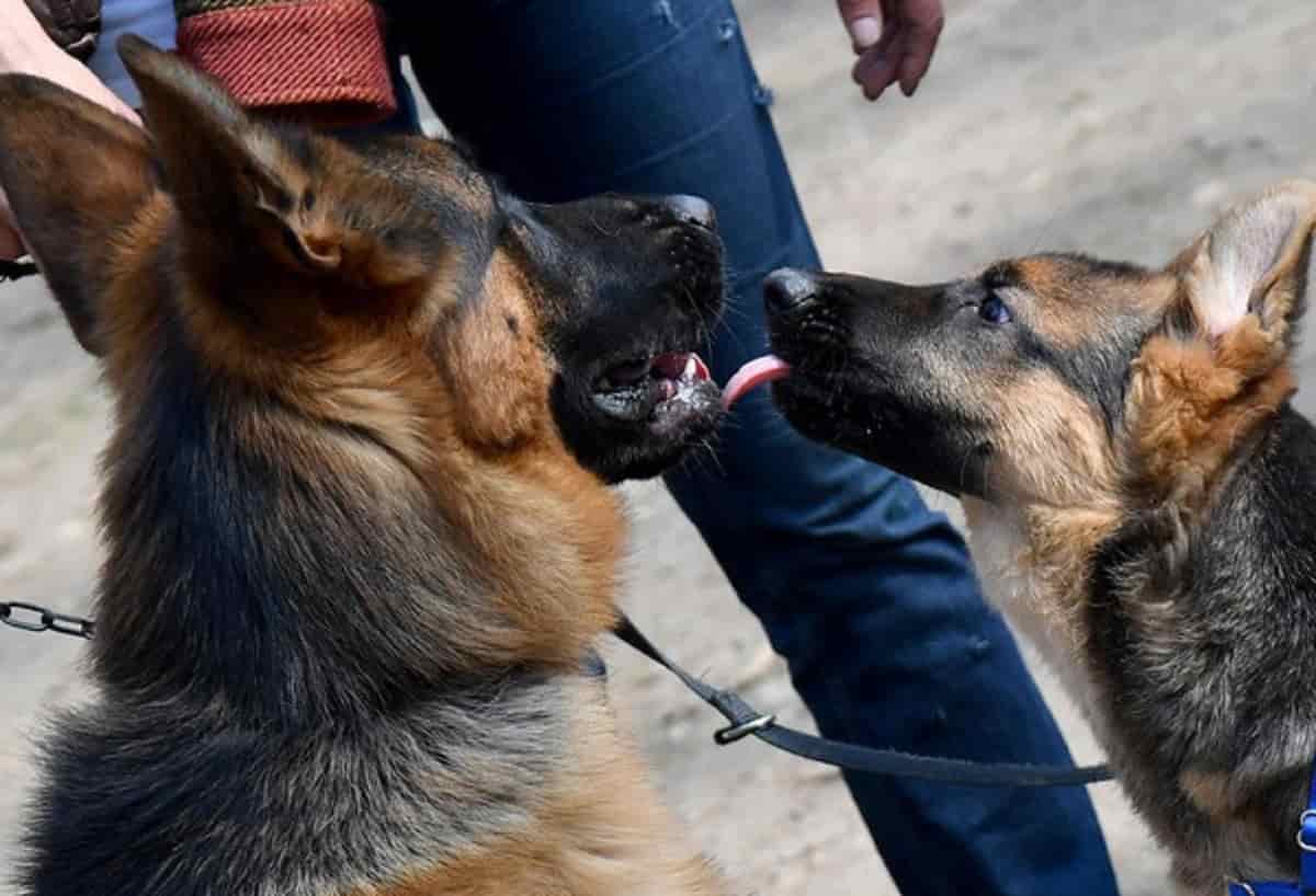 Aggredita e morsa dal suo cane: scappa e si barrica dai vicini di casa