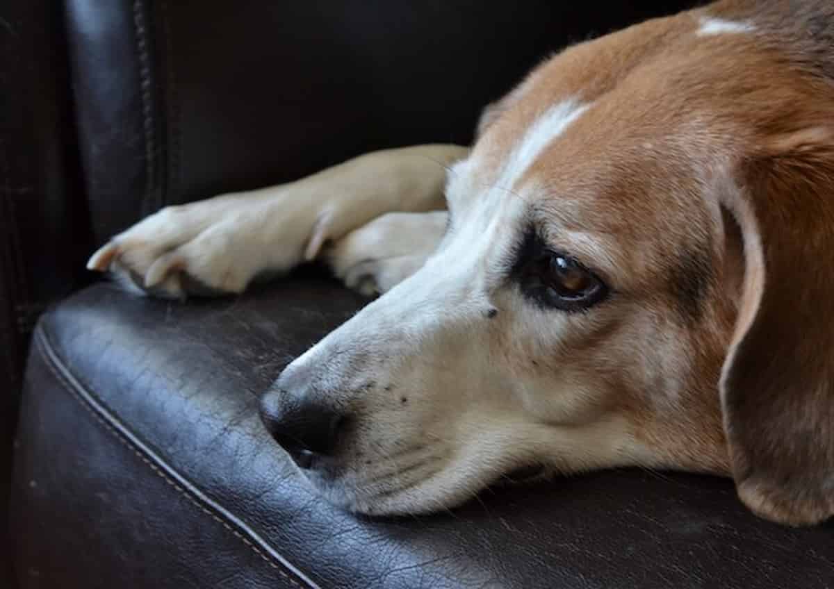 cani fiutano malattie